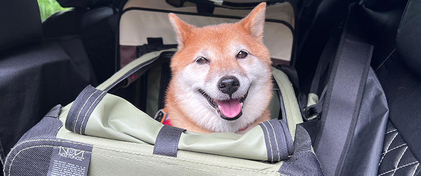 旅行先では頑固さ増し増し！それでも一緒に出かけたい...。～柴犬あるある 旅先編～