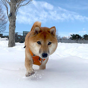 雪の中を歩くだけでこんなに嬉しそう。普段の散歩との落差が気になりますが、いったん忘れましょう。