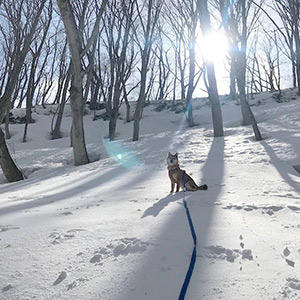 遠すぎる雪の不動柴　雪が深すぎて迎えにもいけません。 ただ震えながら待つしかない…