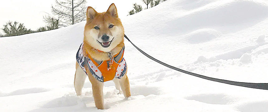 この笑顔が見られるから、毎年雪が楽しみになりました。