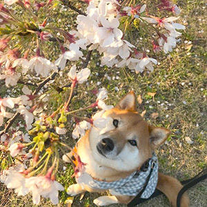 花びらをついつい追ってしまう習性…？猫みたいですが、犬なんです…。