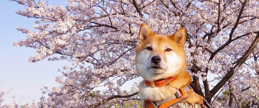 目指せフォトジェニック！　柴犬あるある～お花見も戦いだ編〜