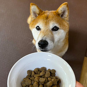 今日も嬉しそうにごはんを食べてくれました。頑固だからこそ、美味しい顔を見せてくれると喜びもひとしお…だったりします。