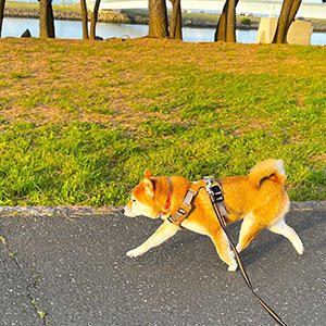 凛々しい顔をして散歩道を歩く柴犬。「いい仕事(ウンチ)したぜ～」と言っているかのようです。