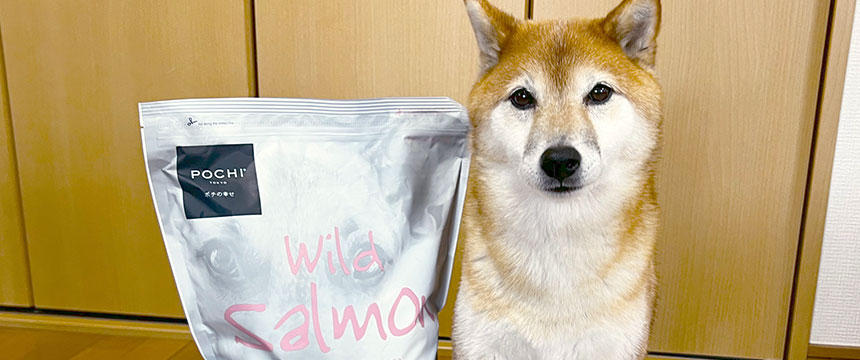 食にうるさい柴犬もフードジプシー卒業か？〜続けてみたらみんなハッピー編