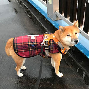 雨の日だろうとマイペースを貫く柴犬。時々見せる不可解な行動もまた、