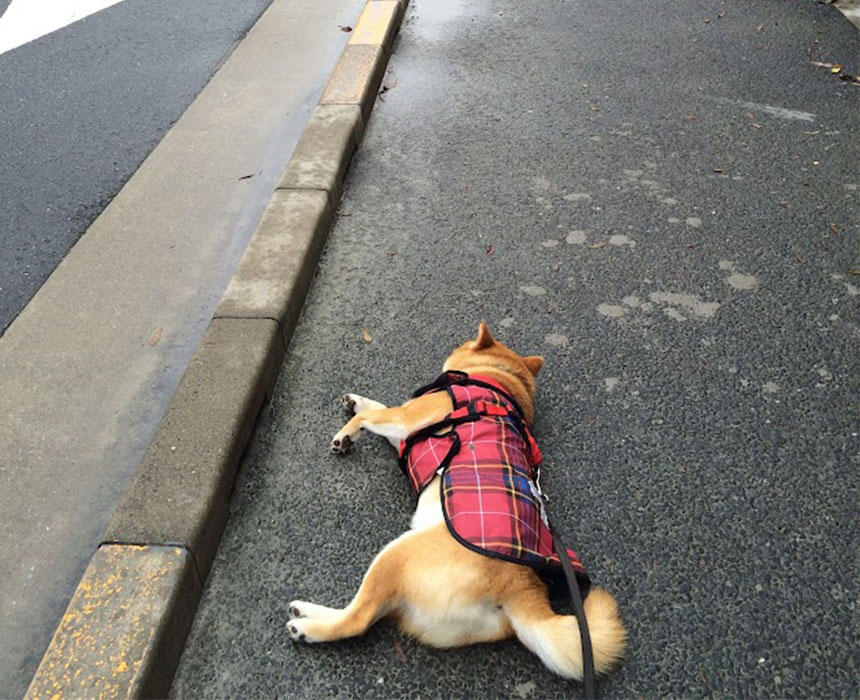 雨の日だろうとお構いなし。不動柴が発動し、レインコートを着ていてもいなくても結局全身洗いコースになることも…。トホホ。