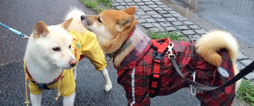 レインコート？それとも裸族？〜柴犬あるある・梅雨の二大派閥編～