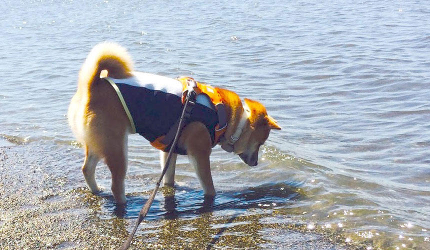 海はあっちからくる水（波）がこわいので、これ以上進めません。フリーズする柴犬。