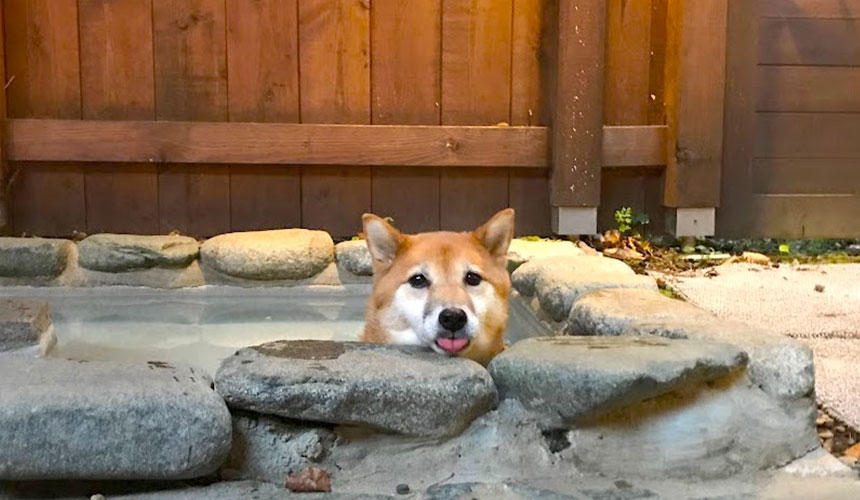 犬用温泉は飛び出してくるかと思いきや、なぜかゆっくり楽しんでいました。謎。