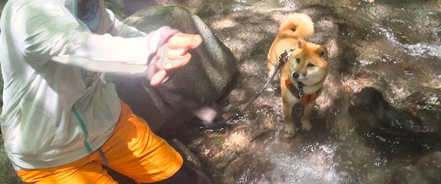 水遊びの季節がやってくるけど...～柴犬あるある・無理なものは無理なんです編～