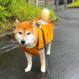 雨だろうと散歩に付き合わざるを得ないのは、「家の中ではトイレするべからず」という柴犬の掟に理由があったのです…。