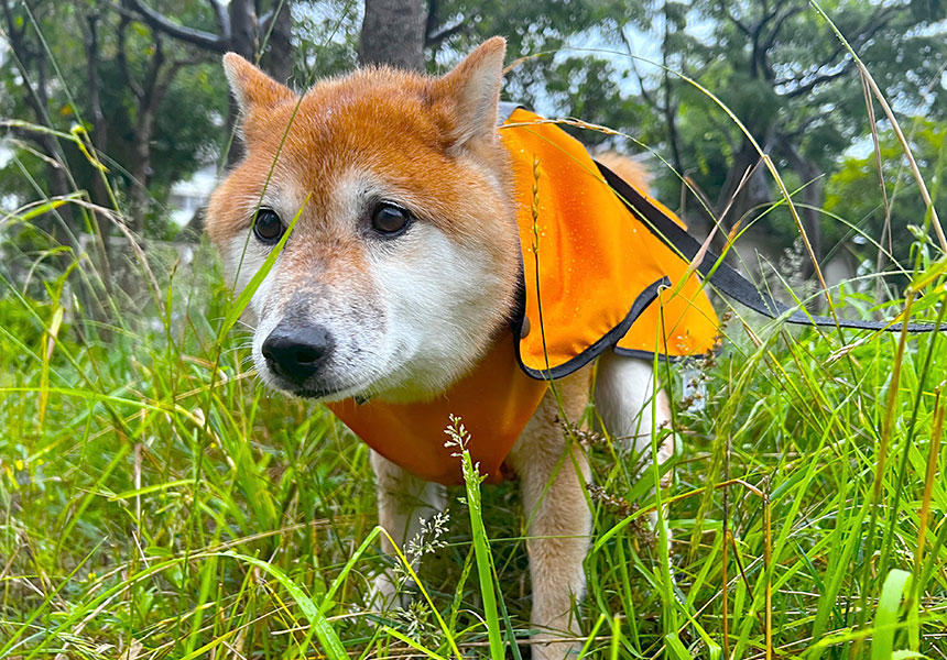 この日は思わず応援したくなるような表情で踏ん張っていました。ウンチそのものはスムーズです。