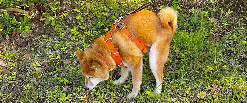 トイレのこだわりも、クセが強い。～柴犬あるある・頑固者のトイレ事情編～