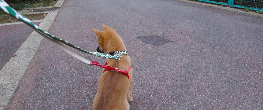 お散歩デビューから大混乱？！～柴犬あるある・子犬柴の登竜門編～