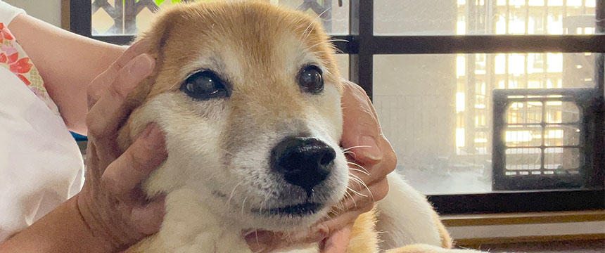 犬をビビらせる夜空の天敵〜柴犬あるある・雷と花火が怖すぎる編～