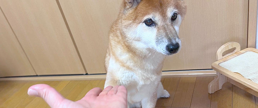 プロフェッショナル柴への道～柴犬あるある・クセが強い！柴犬・学びの流儀編