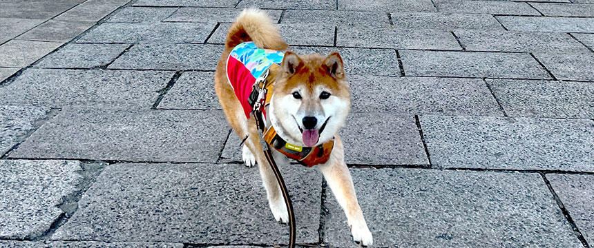 我らが犬たちを守りきれ！〜柴犬あるある・悩み多き？防災準備編～