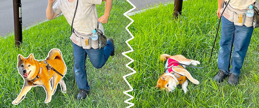 こんなはずじゃなかったけれど〜柴犬あるある・憧れドッグライフと現実のギャップ編～