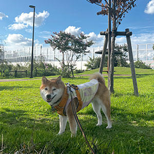 もちろん、日陰から動かなくなります。避暑地でしっかり避暑します。