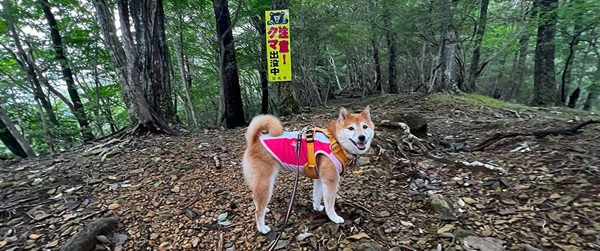 犬との旅行は波瀾万丈？〜残念すぎるうちの子あるある編