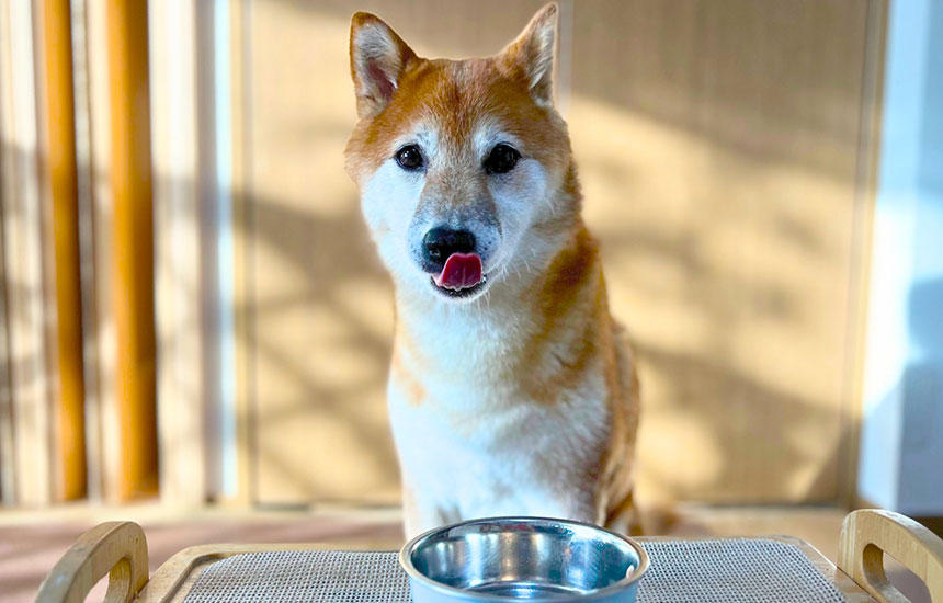 美味しく色々食べただけなのに、やり切った顔の柴犬。ごちそうさまでした