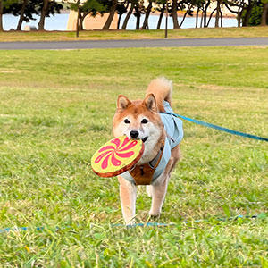 毎年この時期は不思議とアクティブになるうちの子です