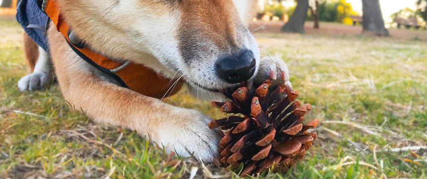 読書？スポーツ？行楽？アート？季節を満喫！〜柴犬の〇〇の秋編