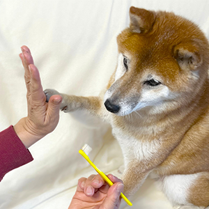 まさか歯磨きを自ら望んですることになろうとは、うちの子も思ってもみなかったでしょう