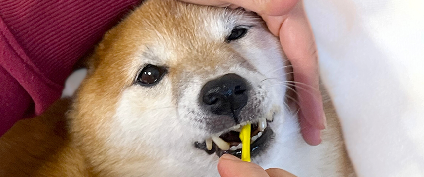 目指せお達者犬！元気の秘訣は口内ケア〜柴犬あるある・デンタルケア編