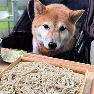 江戸っ子らしく実はお蕎麦が好物です。ちょっとしかもらえず残念そうな顔