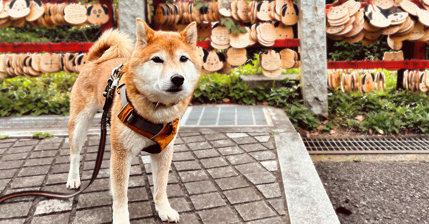 「わんこ絵馬」のある神社へも行きました。ええ、もちろん人のいない時期に…