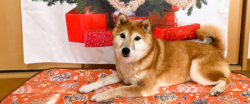 今年も無事に？！過ごせました～柴犬あるある・タダでは終わらぬ、年末年始の事件簿編～