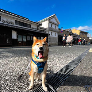 めちゃくちゃ飽きて特大のあくび。……そろそろ撮影はあきらめた方が良さそうです