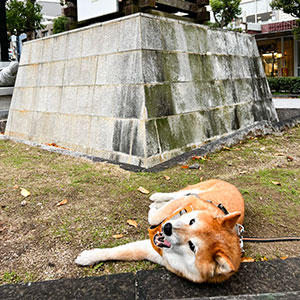 駅前でまさかの拒否柴発動。ここで寝ないで！