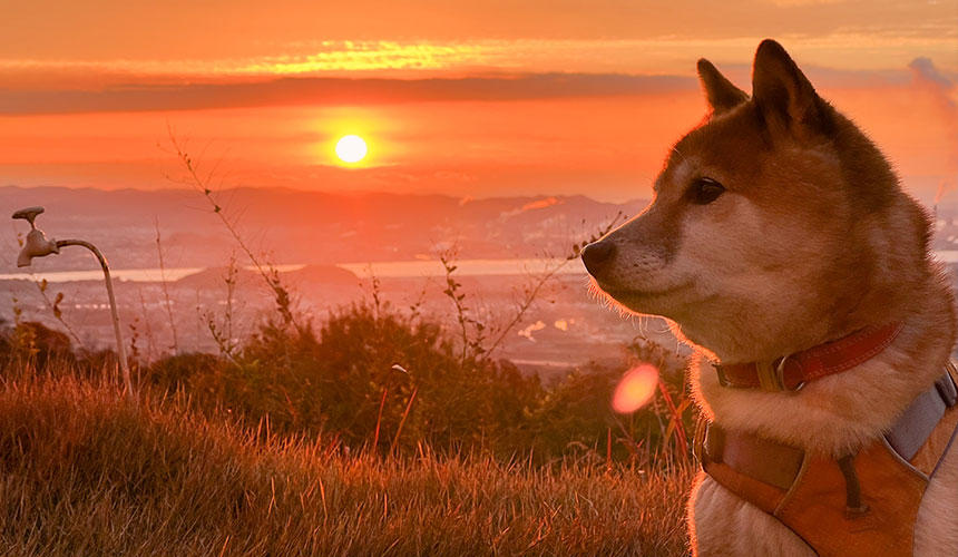 混雑が苦手な柴犬のために、山の中の一軒家に宿泊。美しい朝日を満喫しました。