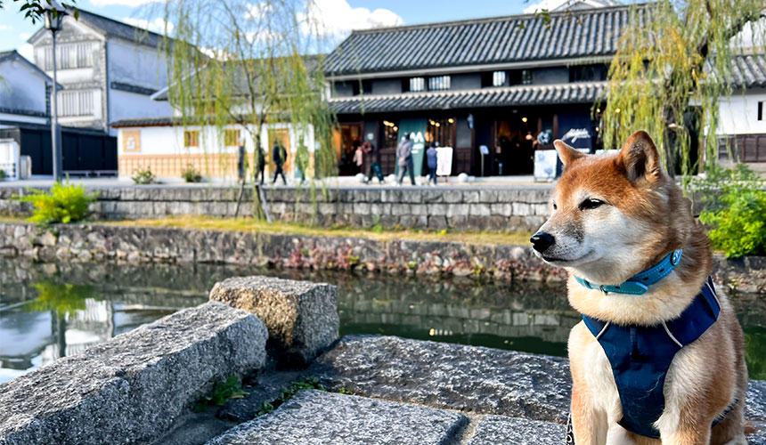 和犬との旅を満喫してきた～柴犬あるある倉敷お出かけ編