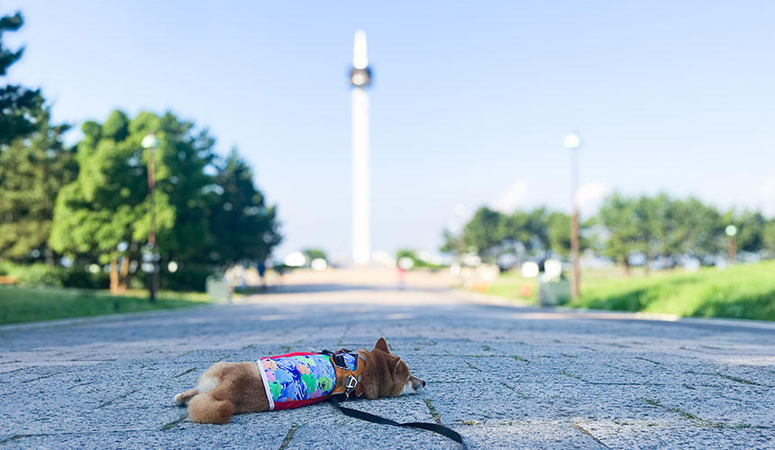 散歩で歩かないというか、よく寝ます。行き倒れの犬だと思われて心配される生活も10年を超え、日常に…。