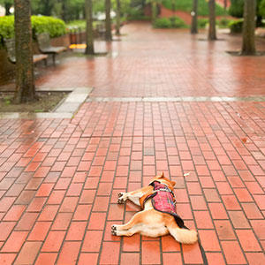 冬の雨でも地面で寝る、ブレない姿は感動的ですらある（ないない）