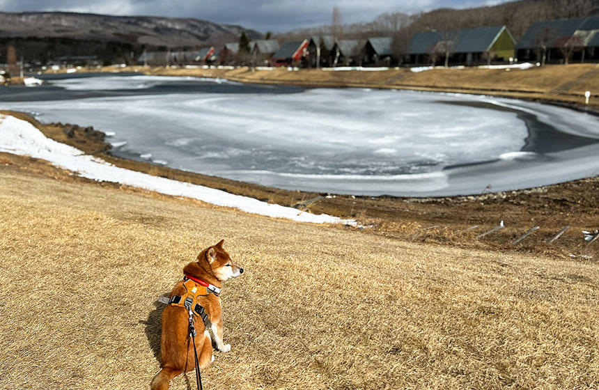 柴犬「雪あるっていったじゃん…」