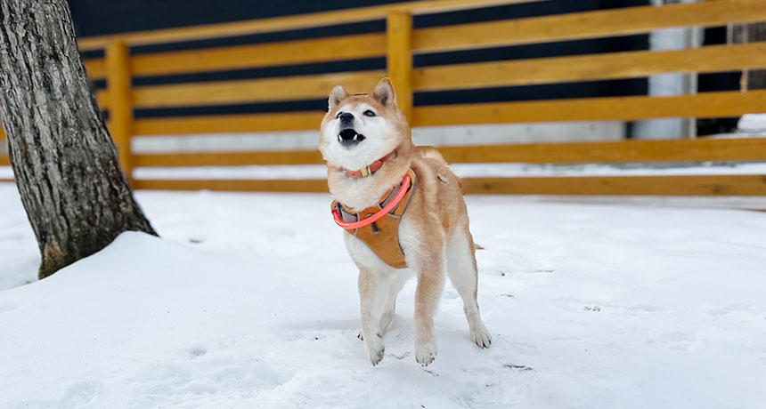 雪の上で明るい表情ではしゃいでくれる姿を見ると「来てよかった」としみじみ感じます