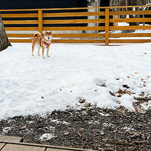 雪のあるエリアから出ようとしません。寒いから部屋に戻ろうよ〜。