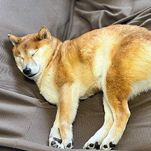 動物病院へ行った日は、夕方のお散歩まで力尽きて爆睡です