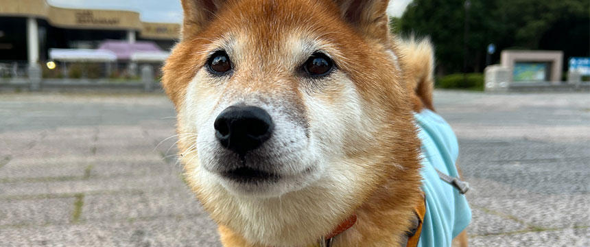 目指せ元気なおじいわん！〜柴犬あるある・シニア期の健康診断～