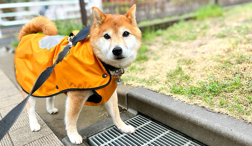 グレーチングが苦手な犬も多いですが、我が家の柴犬はまったく気にせず