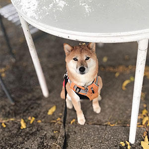 安全地帯に逃げ込んで出てこなくなる柴犬