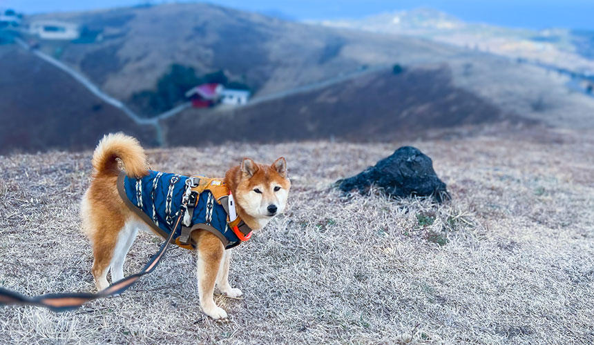 大室山で山頂をぐるっと一周しました。ほとんど抱っこですが。