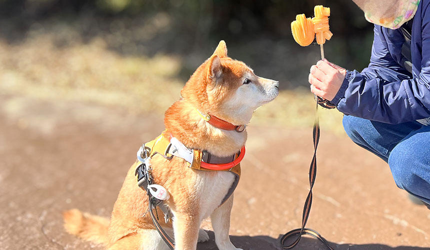 良い子にしていれば、十国峠チュロスのおすそわけをもらえると信じてやまない柴犬（かわいそうなので、この後、持参のおやつをあげました）