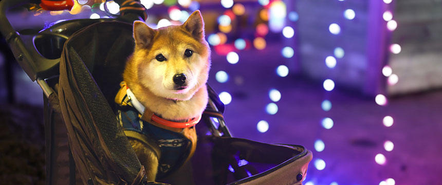 柴犬と旅とイルミネーション～柴犬あるある伊豆への旅路編