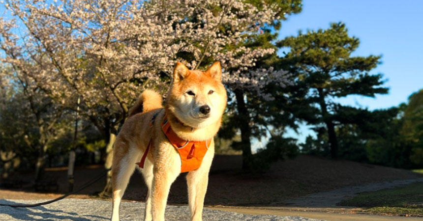 和犬らしいキリッとしたハンサムな一枚